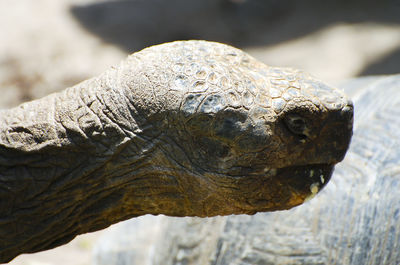 Close-up of lizard