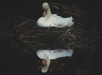 High angle view of birds in nest