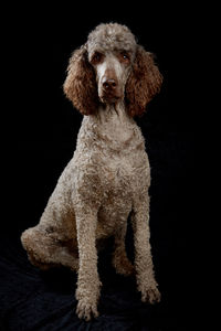 Portrait of dog sitting against black background