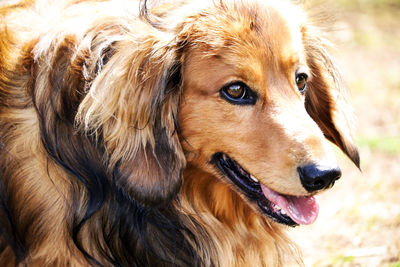 Close-up of dog looking away