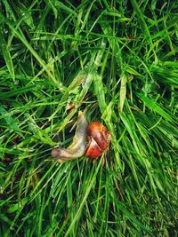 High angle view of snail on field