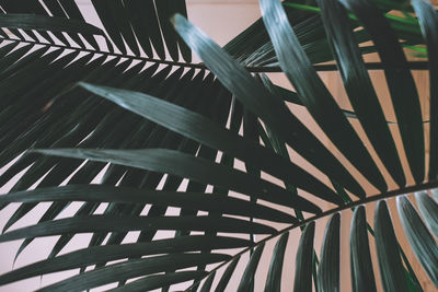 Close-up of palm leaf