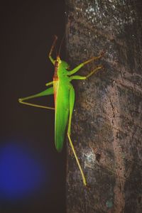 Close-up of insect on leaf