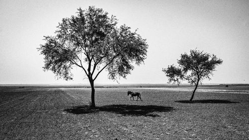 View of a horse on field