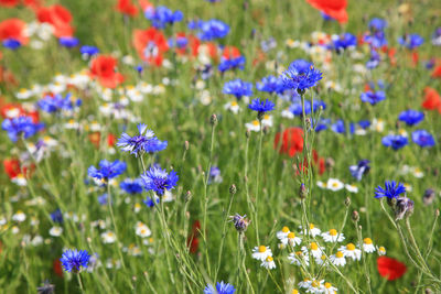 Close-up of poppy flowers blooming on field