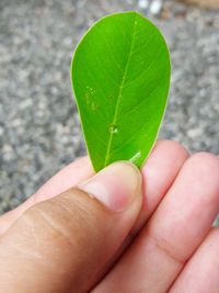 Close-up of insect on hand holding leaf