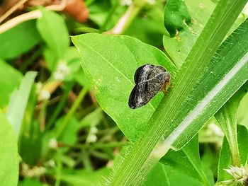 Close-up of insect on leaf