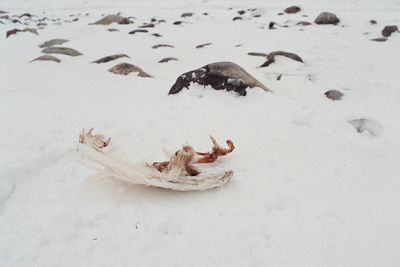 High angle view of crab on beach