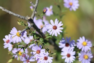 Close-up of flowers blooming outdoors