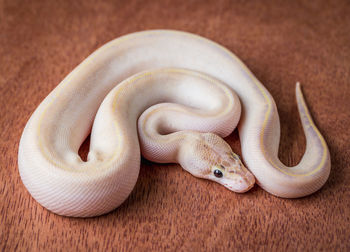 High angle view of snake on wooden floor