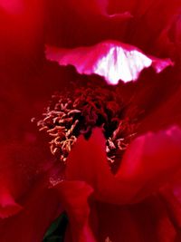 Low angle view of red flower