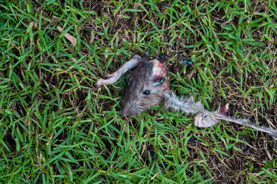 High angle view of lizard on field