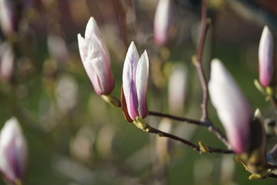 Close-up of pink crocus flower