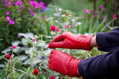 Close-up of hands wearing gloves while holding flower on plant