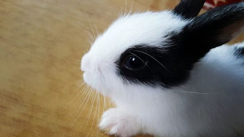 Close-up of rabbit