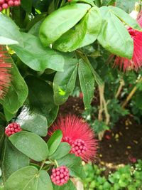 Close-up of red flowering plant