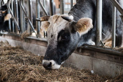 Close-up of cow in barn