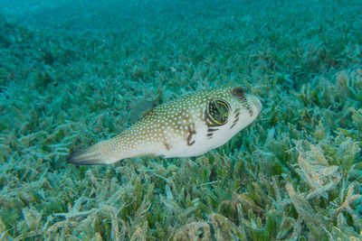 Fish swim in the red sea, colorful fish, eilat israel