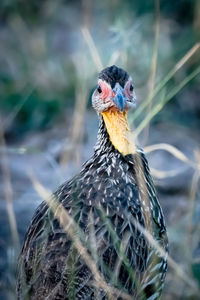 Close-up of bird