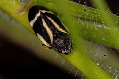 Close-up of spider on leaf