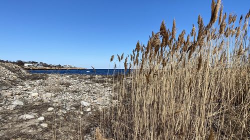 Scenic view of sea against clear blue sky