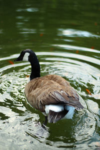 Duck swimming in lake