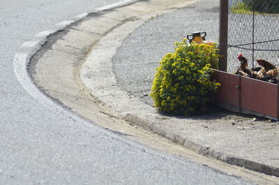 High angle view of potted plant on road