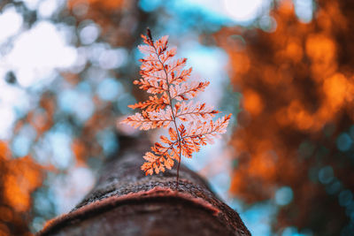 Plant growing on tree trunk