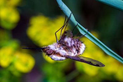 Close-up of insect