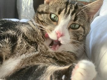 Close-up portrait of a cat