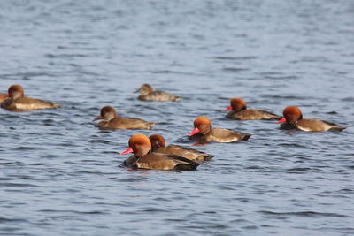 Ducks swimming in lake