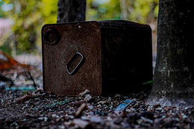 Close-up of old tree trunk in forest