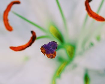 Close-up of plant against blurred background