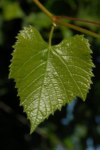 Close-up of wet leaves