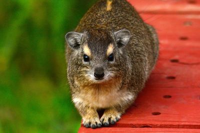 Close-up portrait of squirrel