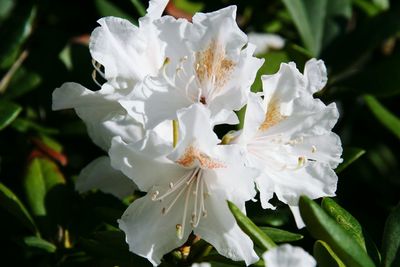 Close-up of white flowers