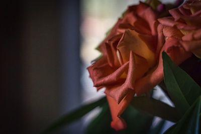 Close-up of red flower