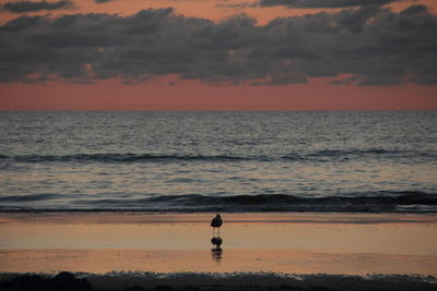 Silhouette seagull on shore at beach against sky during sunset