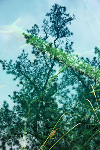 Low angle view of trees against sky