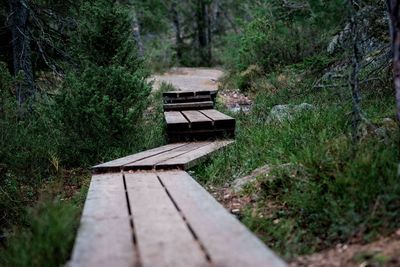 Empty bench in forest