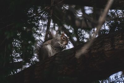 Low angle view of giraffe sitting on tree