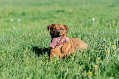 Dog in a field