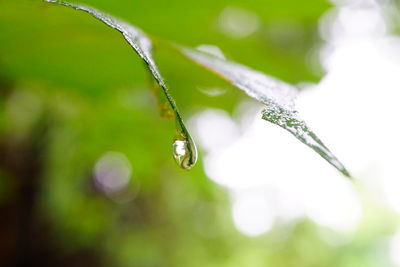 Close-up of wet plant