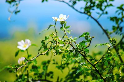 Close-up of flowers on branch