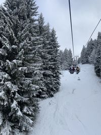 Trees on snow covered land against mountains