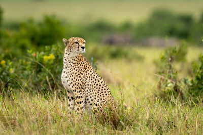 Cheetah in masai mara national reserve