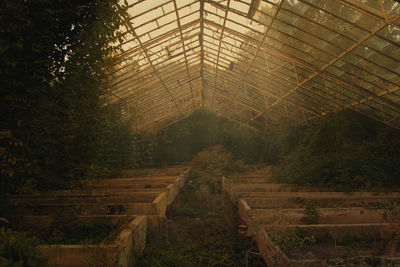 Man standing in greenhouse