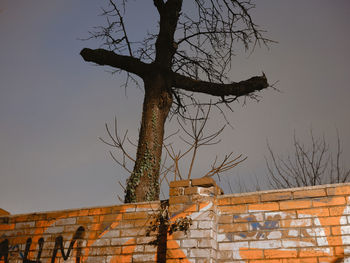 Low angle view of tree and building against sky