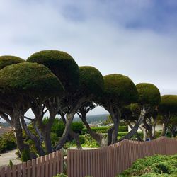 Trees against cloudy sky