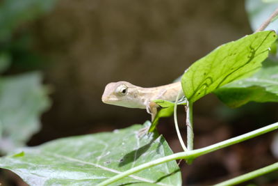 Close-up of a lizard on leaf